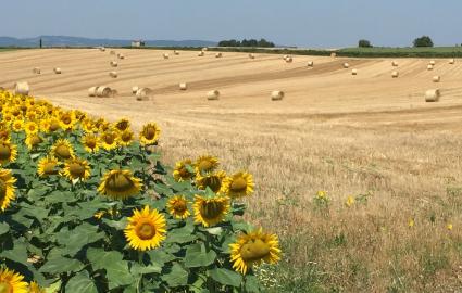 Photo d'un champ de tournesol